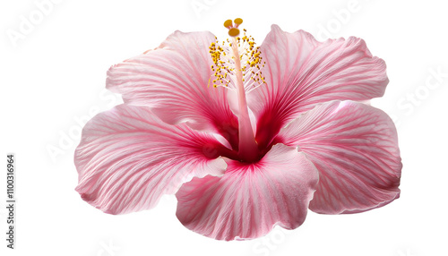 Pink Hibiscus Flower Bloom Closeup Macro Photography Tropical Floral Beauty