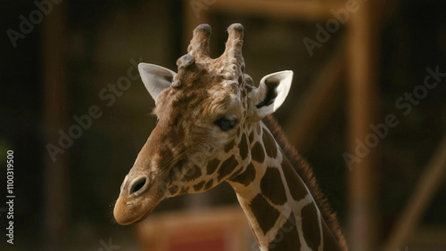 Wallpaper Mural giraffe, animal, neck, wildlife, mammal, head, zoo, wild, tall, nature, safari, portrait, long, spots, isolated, cute, camelopardalis, brown, big, close-up, giraffa, animals, face, white, mammals Torontodigital.ca