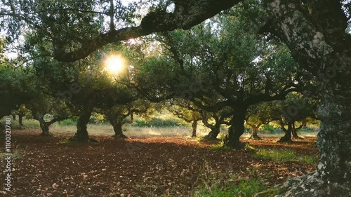 Organic food production. Olive tree plantation