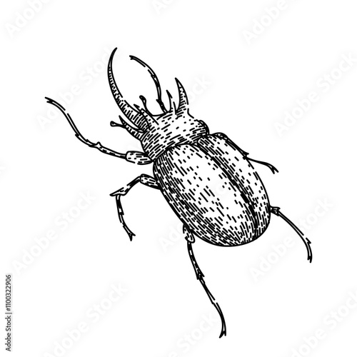 antennae beetle hand drawn. elytra entomology, biodiversity species, habitat larvae antennae beetle vector sketch. isolated black illustration