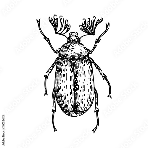 carapace beetle hand drawn. antennae elytra, entomology biodiversity, species habitat carapace beetle vector sketch. isolated black illustration