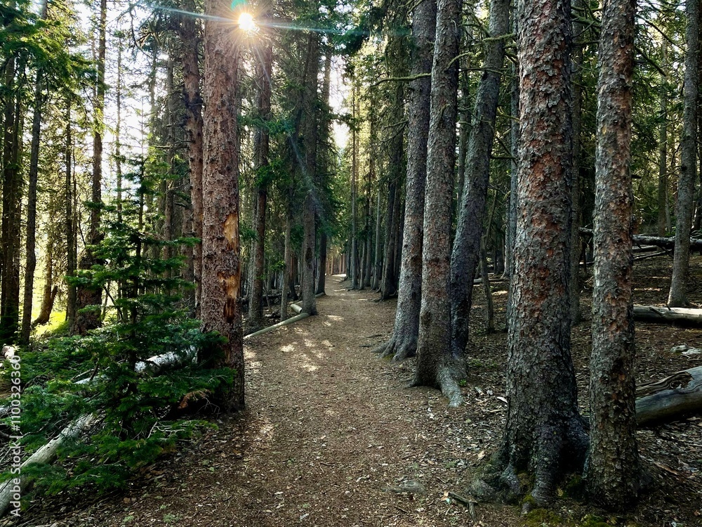 Fototapeta premium Sunlight Filtering Through a Deep Forest