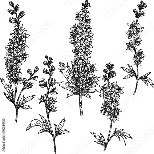 delphinium set hand drawn. blooms blue, spikes cottage, garden toxic delphinium vector sketch. isolated black illustration