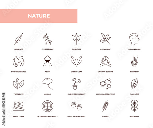 fully editable outline icon collection from nature concept. thin line icons set such as subulate, cypress leaf, burning flames, grains, briar leaf,