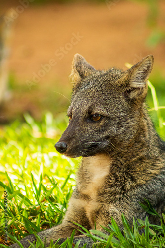 Crab eating-fox
Cachorro do mato
Cerdocyon thous