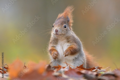 Red squirrel Sciurus vulgaris eurasian cute darling forest meadow animal red rusty in nature eyes beautiful loving, tree filbert collect nuts draw village, runs jump fast cubs caress, big ears, Europe