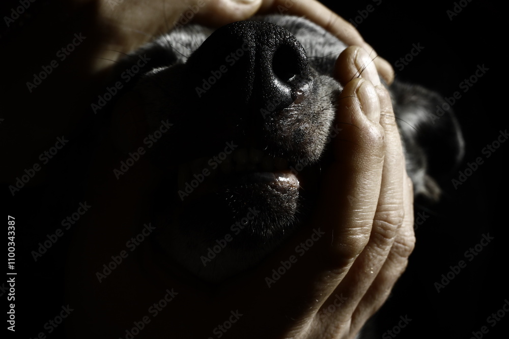 Naklejka premium animal, dog. hand animal, black, zoo, mammal, face, wild, hand, wildlife, old, sad, nature, looking, dark, people, head, hands, woman, baby, sitting, person 