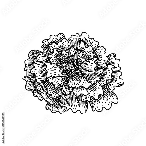 garden marigold hand drawn. bloom yellow, petals annual, perennial tagetes garden marigold vector sketch. isolated black illustration