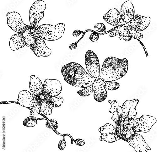 orchid set hand drawn. cattleya dendrobium, vanda cymbidium, miltonia oncidium orchid vector sketch. isolated black illustration photo