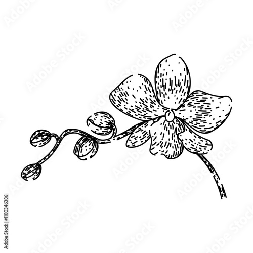 cymbidium orchid hand drawn. miltonia oncidium, epidendrum bulbophyllum, brassia coelogyne cymbidium orchid vector sketch. isolated black illustration
