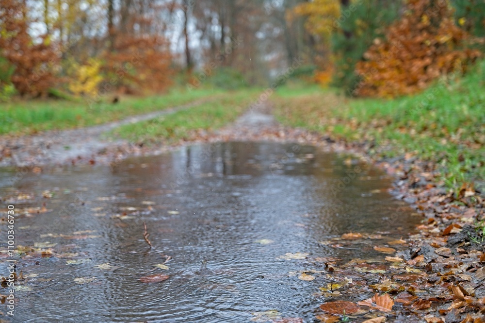 Fototapeta premium Drowned dirt forest path on a rainy autumn day.
