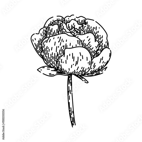 garden peony hand drawn. pink fragrance, bud blossom, perennial herbaceous garden peony vector sketch. isolated black illustration