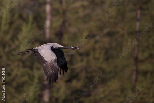 Adult demoiselle crane (anthropoides virgo) in flight photo