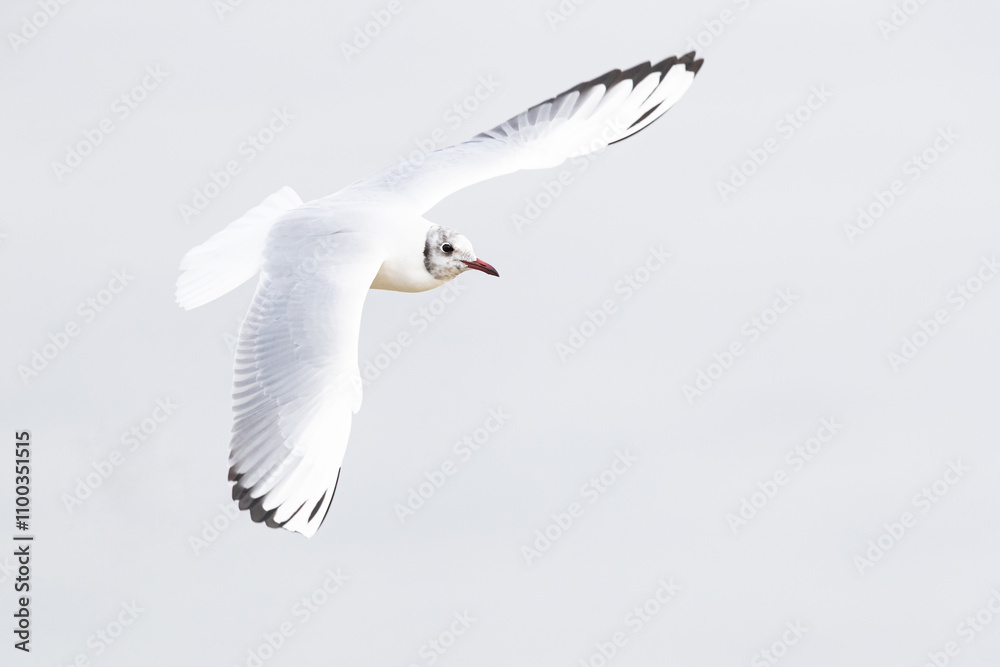 Fototapeta premium Adult black-headed gull (chroicocephalus ridibundus) in winter plumage in flight