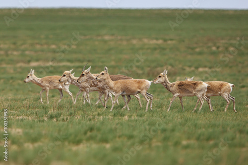 a herd of mongolian gazelle (procapra gutturosa) in the southern steppe of Mongolia