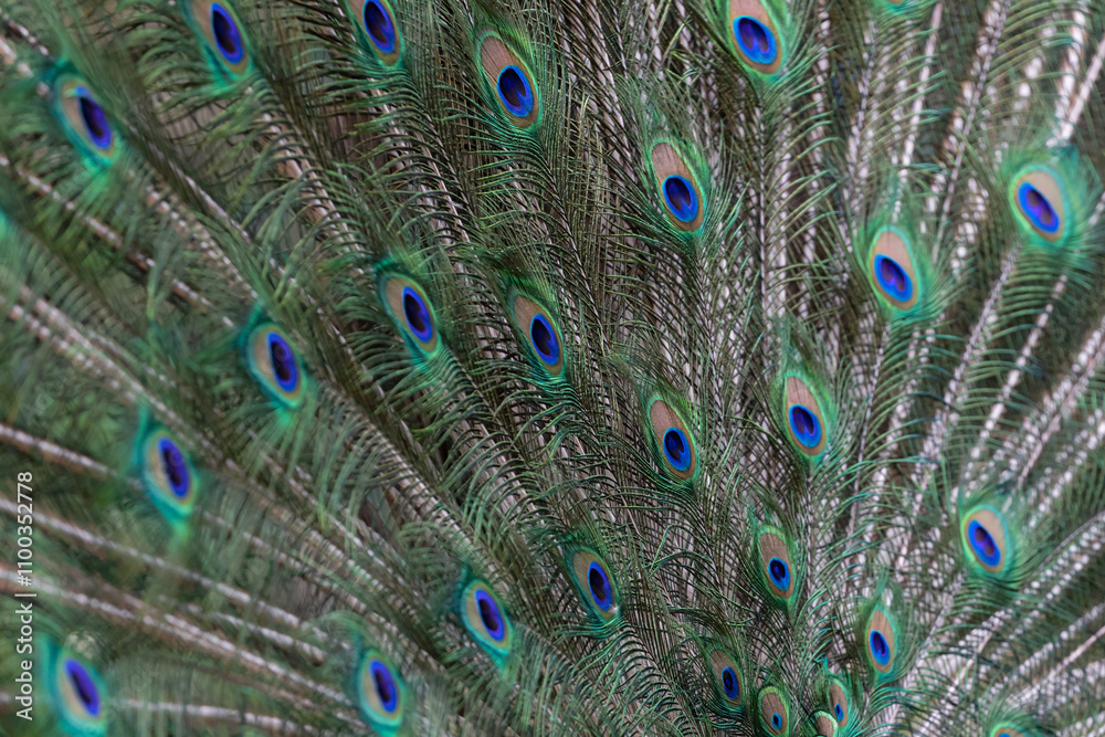 Obraz premium Feather eyes of an adult male indian peafowl (pavo cristatus)