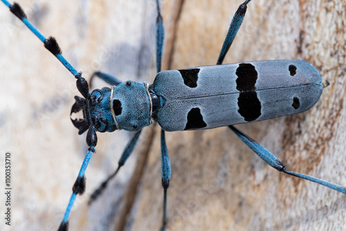 macro or close uo of an alpine longhorn beetle 