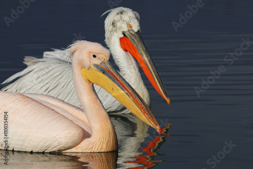 adult great white pelican (pelecanus onocrotalus) and dalmatian pelican (pelecanus crispus) swimming on Lake Kerkini in Greece photo