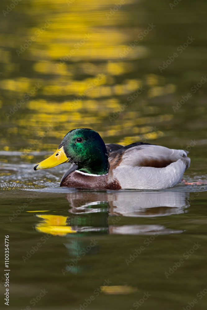 Obraz premium Adult male Mallard in breeding plumage swimming on golden water