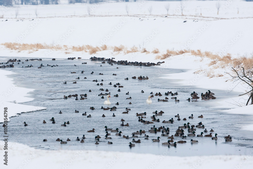 Fototapeta premium Resting waterbirds on a ice free river in the snow white winter landscape, mallard (anas platyrhynchos) and mute swan (cygnus olor)