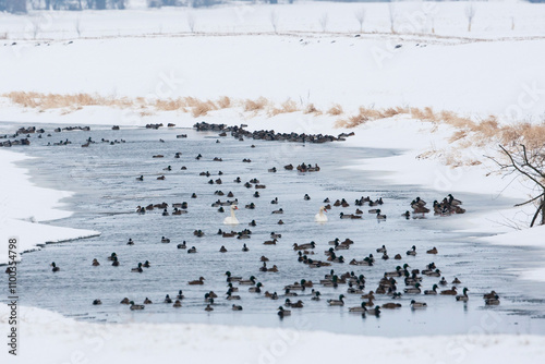 Resting waterbirds on a ice free river in the snow white winter landscape, mallard (anas platyrhynchos) and mute swan (cygnus olor) photo