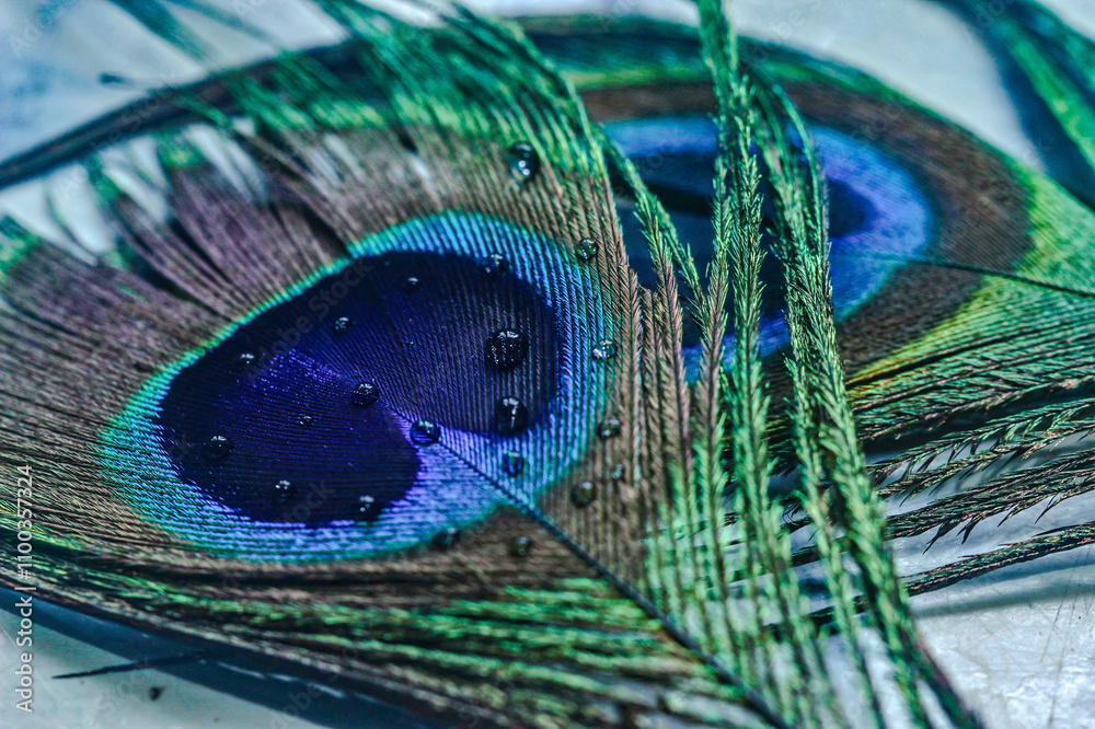Fototapeta premium water drops on peacock feather