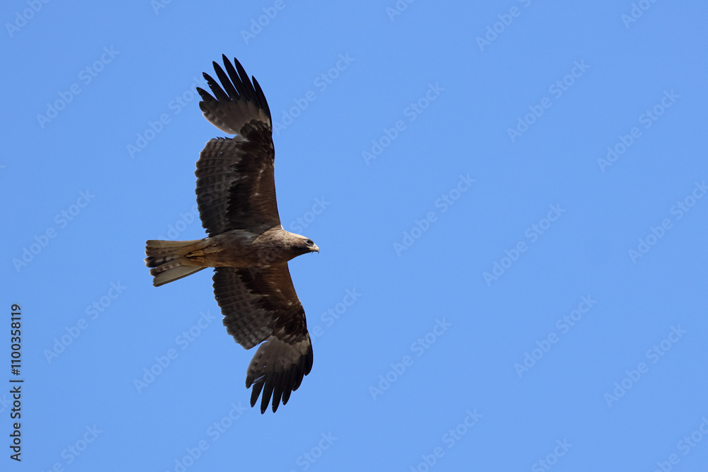 Fototapeta premium Dark morph of a booted eagle (hieraaetus pennatus) in flight in the blue sky