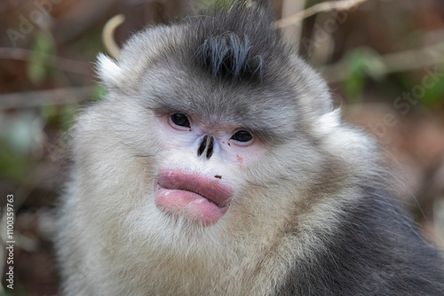 Portrait of an adult male Black Snub-nosed Monkey or Yunnan Snub-nosed Monkey