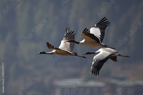 Black-necked Cranes in flight in Phobjika Valley in Bhutan photo