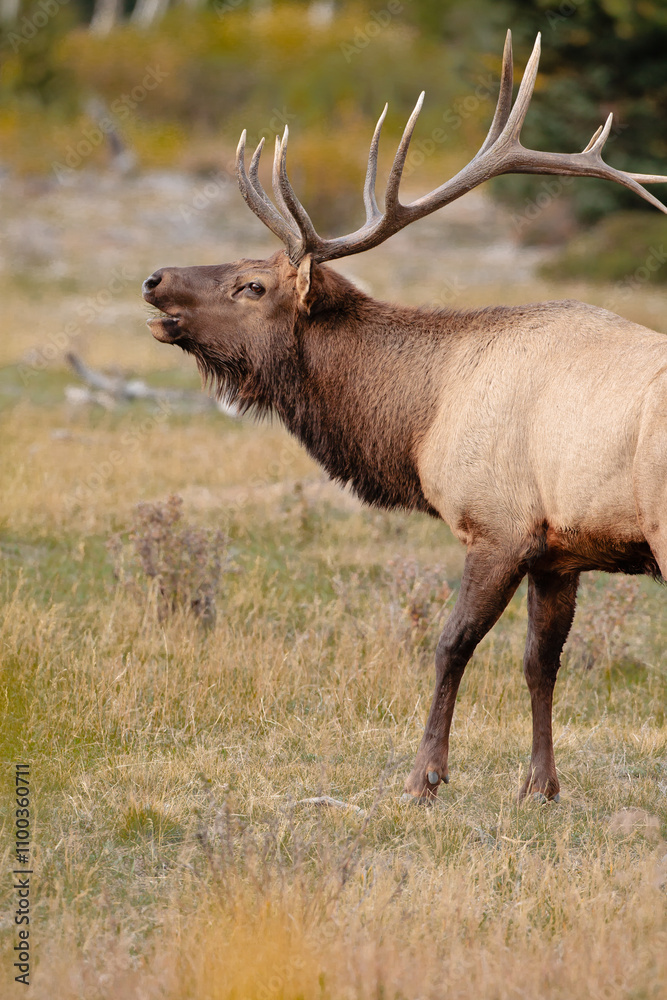 Bull elk bugling during rut within Rocky Mountain National Park, Colorado[ Bull elk bugling during rut within Rocky Mountain National Park, Colorado[