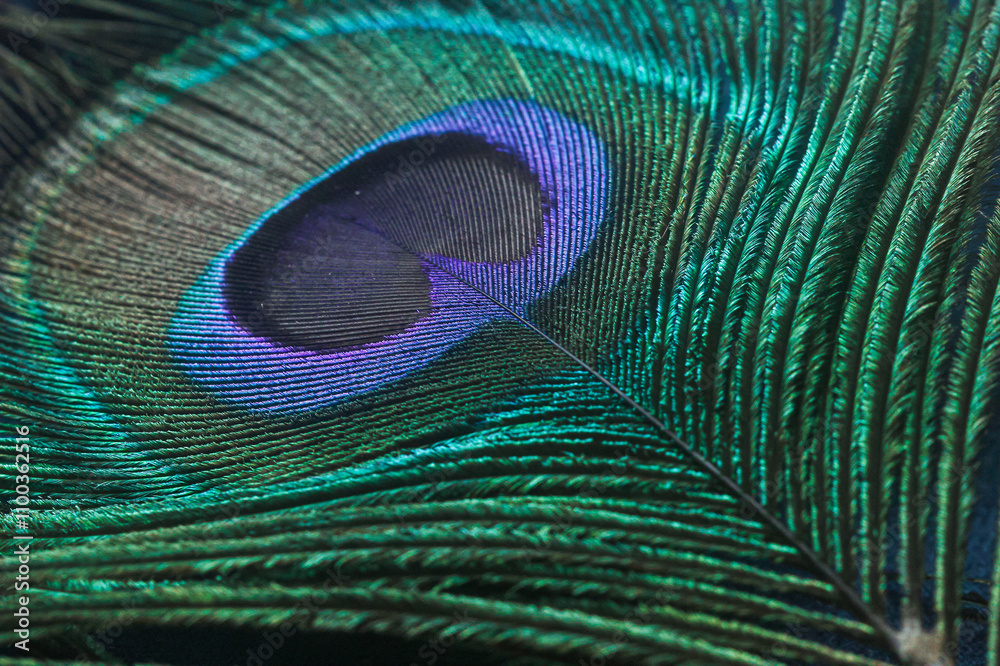 Obraz premium Peacock feather