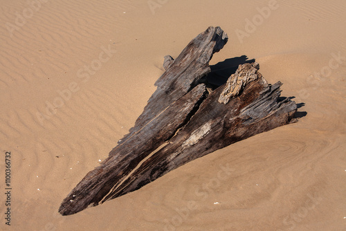 Driftwood buried in wind swept beach sand at Kohler-Andrae State Park, Sheboygan, Wisconsin photo