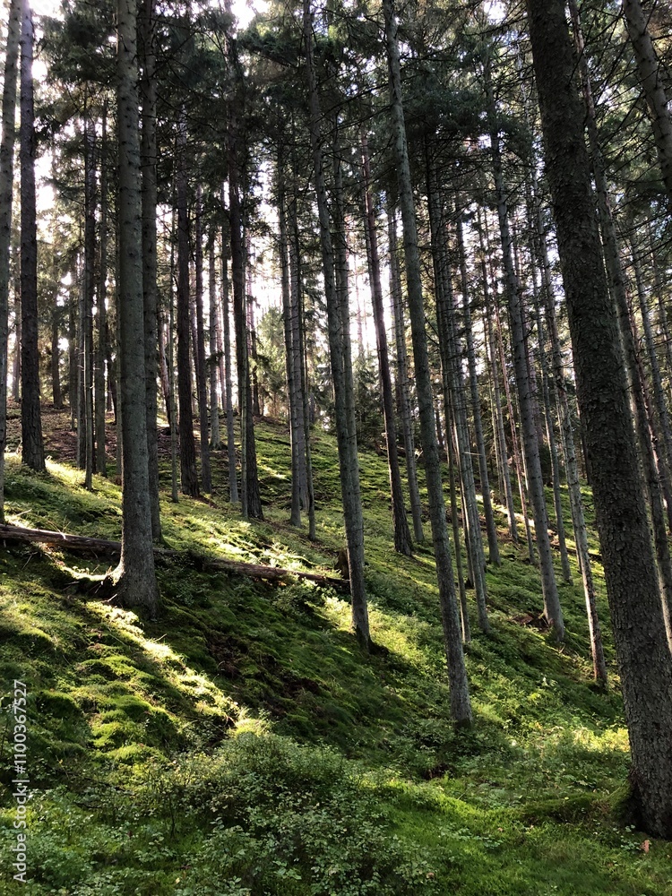 Obraz premium path in the forest