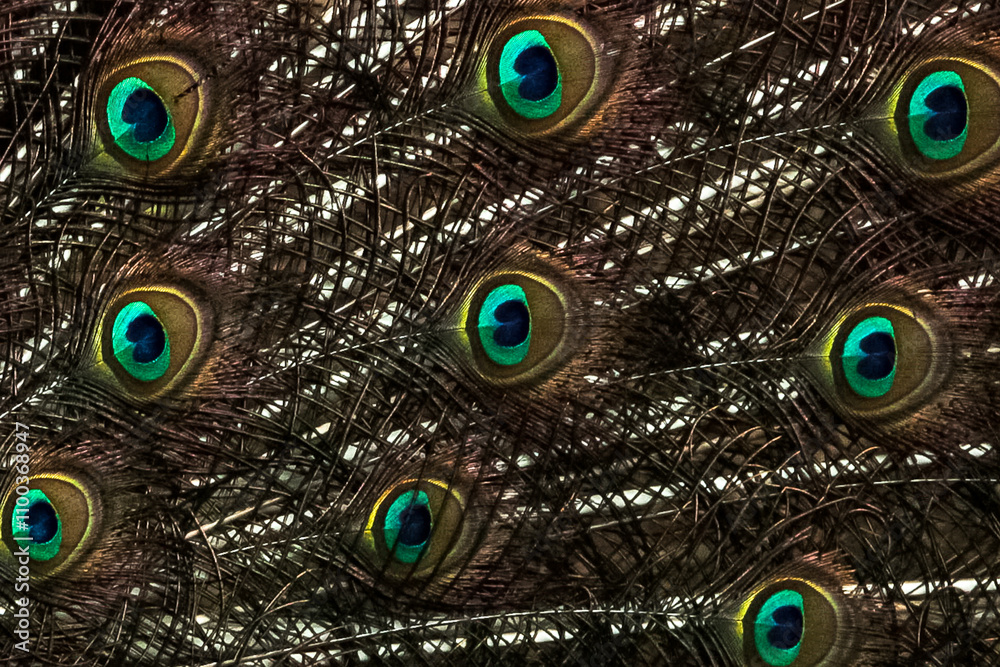 Obraz premium peacock feather close up