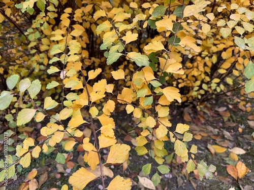 Close-up of the colorful autumn leaves of the Spiraea vanhouttei shrub. Macro of the autumn leaves of Spiraea vanhouttei in November. Meadowsweets or steeplebushes. Family Rosaceae.
 photo