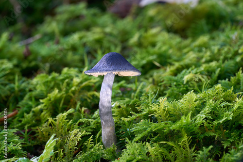 Entocybe nitida mushroom in the moss. Known as Shining Pinkgill. Blue inedible mushroom in spruce forest. photo