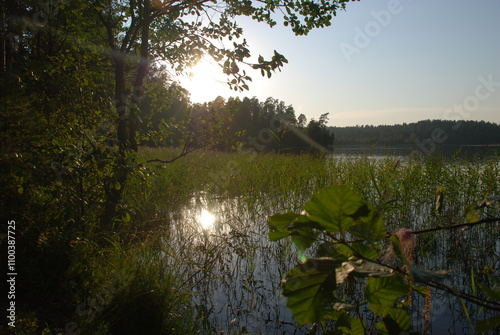 Reed grows in water. Summer evening near a forest lake, reeds on thin long stems and long narrow green leaves grow in the water near the shore. Behind the plants there is a calm surface of the water photo