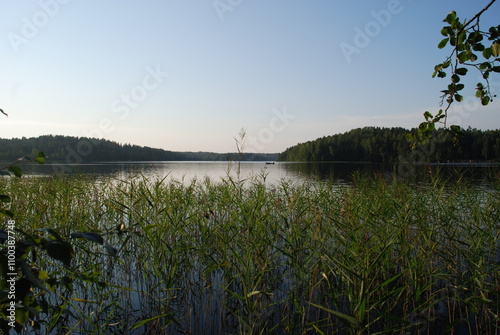 Reed grows in water. Summer evening near a forest lake, reeds on thin long stems and long narrow green leaves grow in the water near the shore. Behind the plants there is a calm surface of the water photo