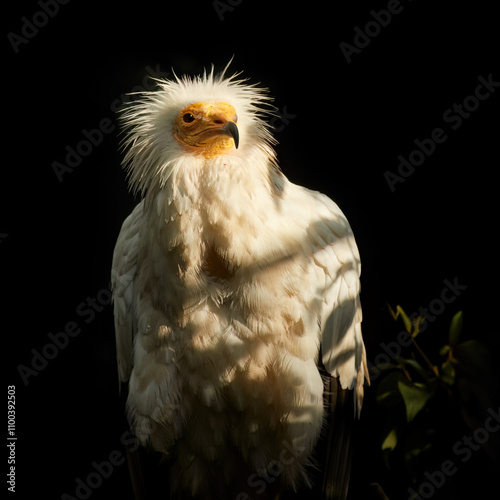 Portrait of a bird. Egyptian vulture, Neophron percnopterus, a bird with yellow head and white feathers, isolated against a dark background in dramatic low light. photo