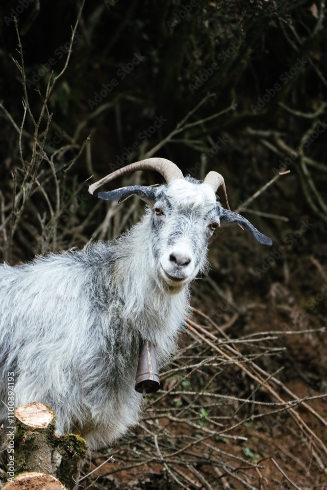 Fototapeta premium goat on the farm