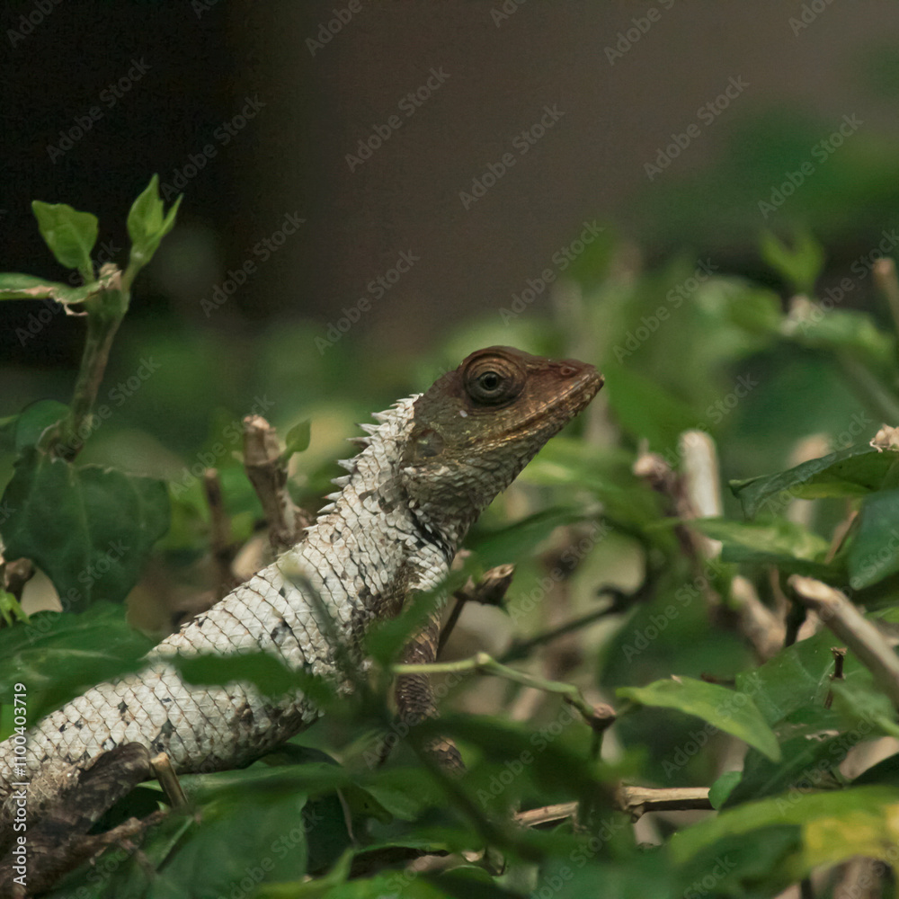Obraz premium iguana on a tree