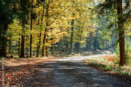 a journey through the autumn forest
