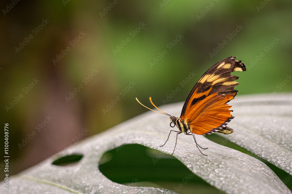 Obraz premium Butterfly on a plant in the botanical garden.