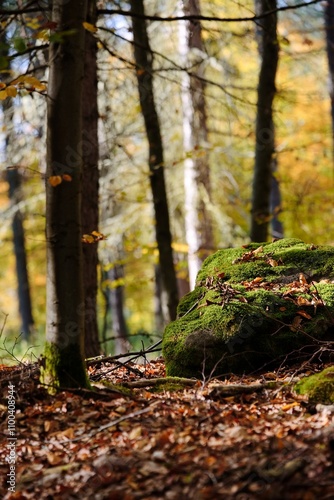 A moss-covered stone in an autumn forest