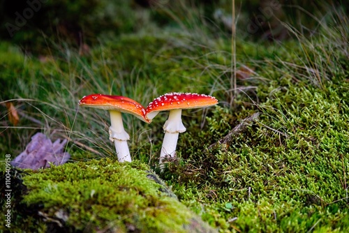 Red toadstools in moss