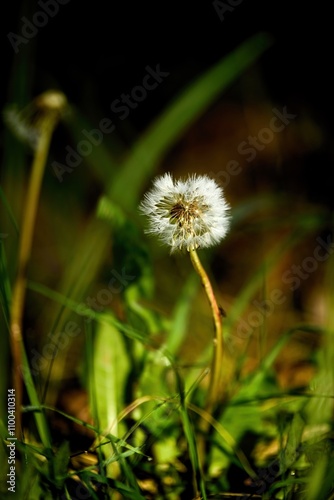 flowering dandelion