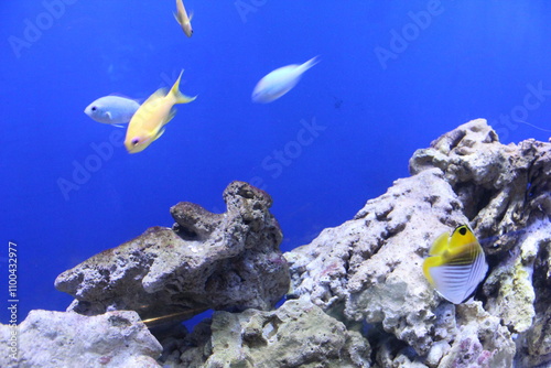 Heniochus acuminatus Chaetodon auriga fish in blue water close-up. Fish in the aquarium