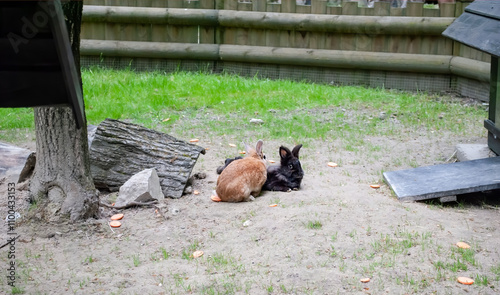 Black and red rabbits lie in the barnyard on a farm. Animals in agriculture	