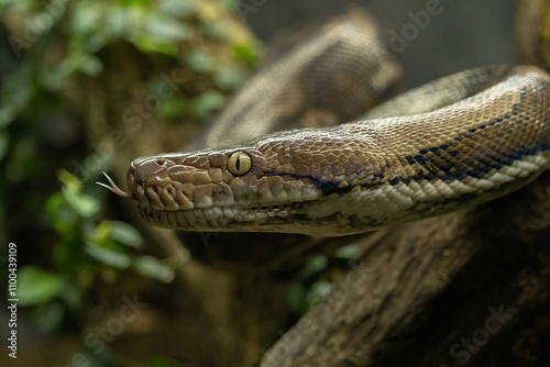 Reticulated python (Malayopython reticulatus)
