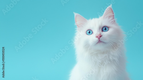 Portrait of a happy white angora cat with blue eyes, , isolated on a blue background. Studio shot, with copy space. photo